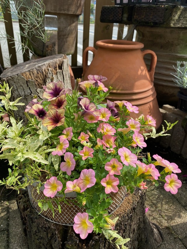 寄せ植え 夏 あふれんばかりのペチュニアの寄せ植え Ikujyuen