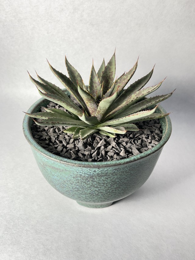 アガベ 雷神 Trigger