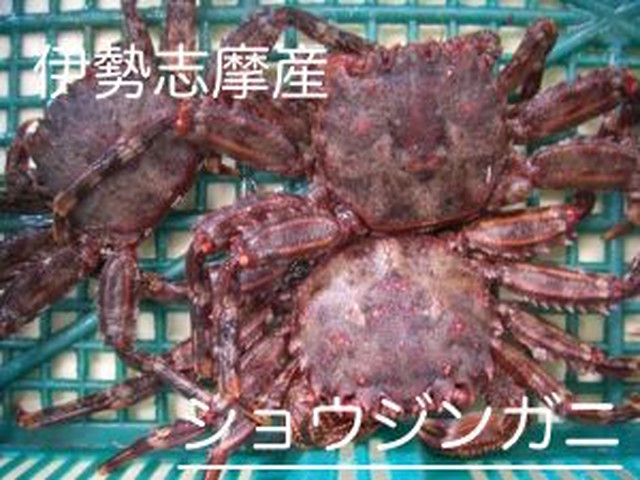 伊勢志摩産 ショウジンガニ １匹 伊勢志摩 の海の食材 産直市場