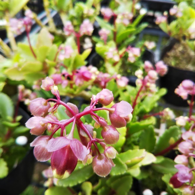 カランコエ ウェンディ10 5cmポット苗 Hanazukin 花ずきん 農家直送の花苗 シンビジュームの花束