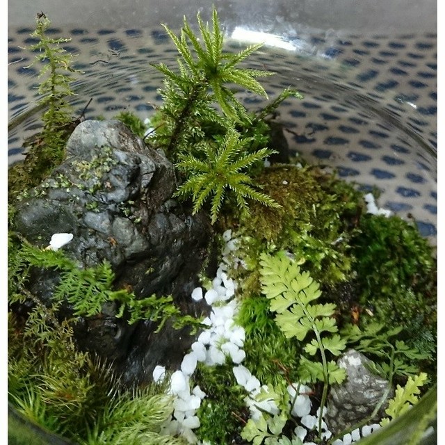 苔総合1位獲得 送料無料 苔8種類 ミズゴケ 小石付き 初心者も経験者 沢山入ってすぐに始められます コケリウム 苔テラリウムキット 全国送料無料 ナチュライフ