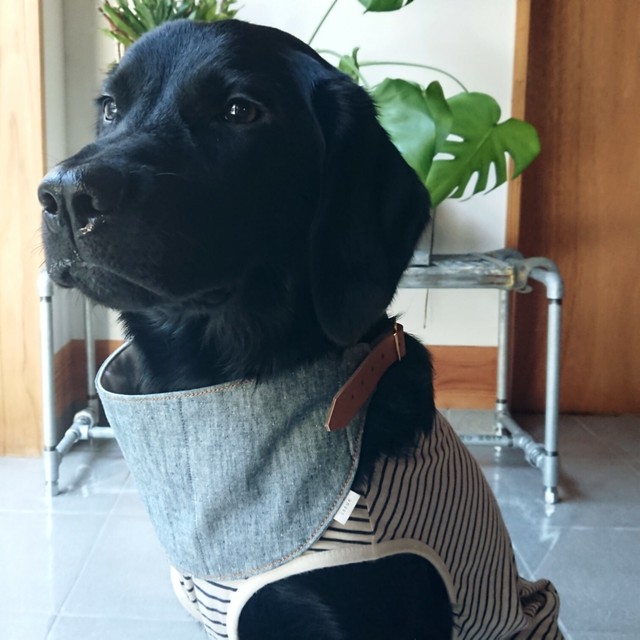 Cool Bandanna For Dog L 犬用クールバンダナ ベルトタイプ 保冷剤付 カーキ ストライプ Issue