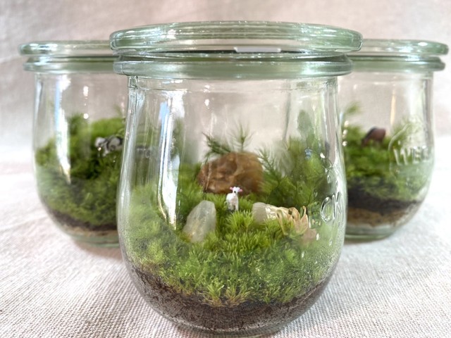 苔のテラリウム作成キット Bタイプ Feel The Garden