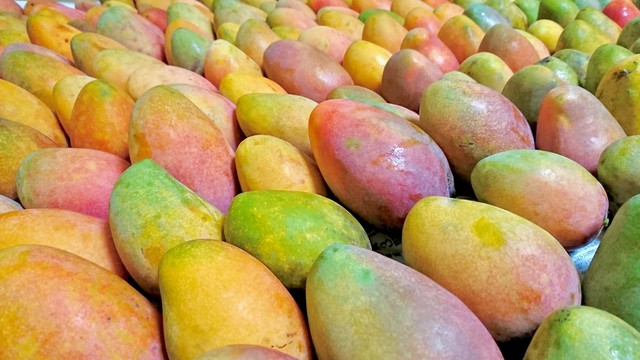 沖縄県糸満 豊見城産マンゴー2kg 赤嶺mango