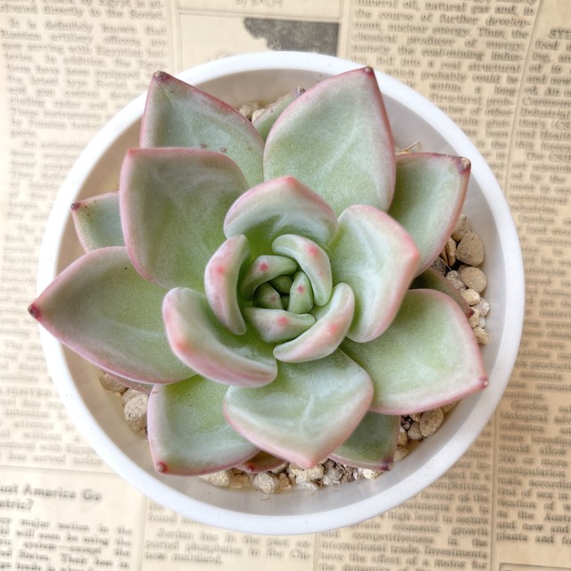 ピンクシャンペーン2 Tomozouen