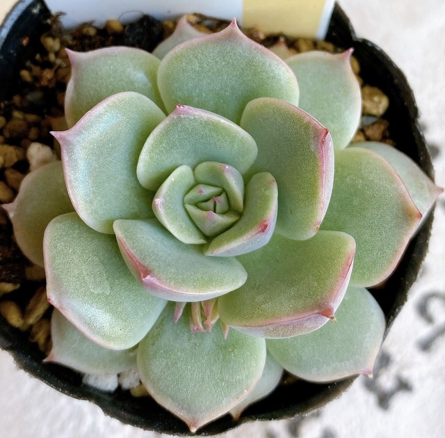 ピンクチップス Aruru