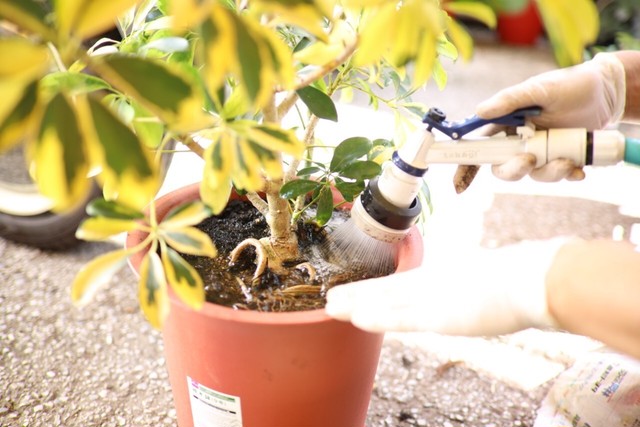 観葉植物 まずは相談ください 仕入状況により格安提供 配送料込み ご希望に合わせて内容相談可 Nidoflower