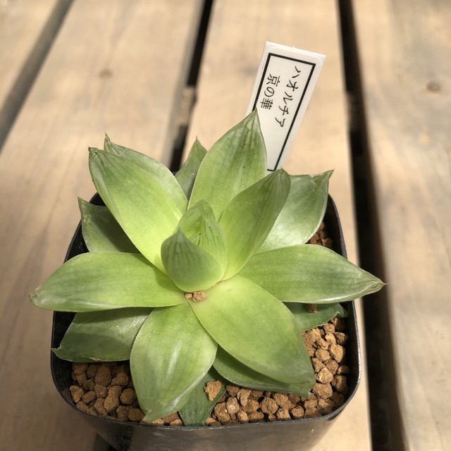 京の華 ハオルチア ハオルシア 多肉植物 Melty Works 多肉植物 と Dulton プランター のお店