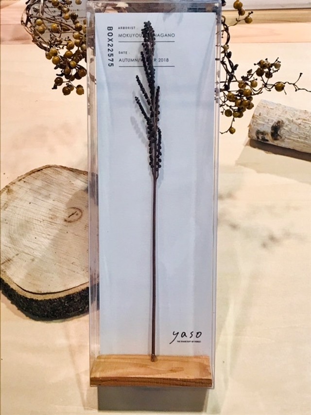 yasobox 植物見本 「コウヤワラビ」