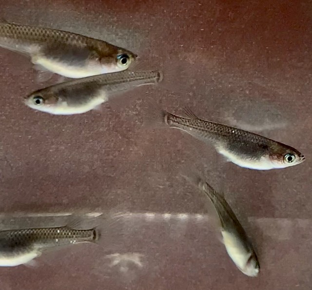 ピュアブラックの子の普通目普通体形メダカ 上三川 Kaminokawa かみのかわ メダカ