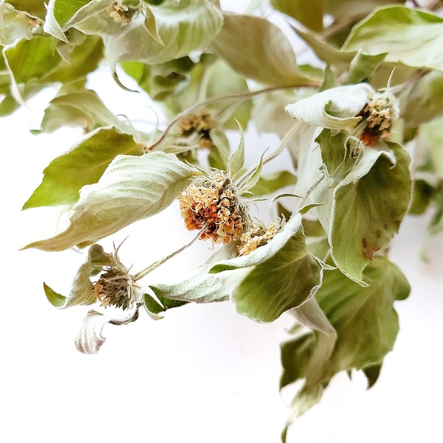 マウンテンミント 花付き 1束 自家製ドライフラワー 名古屋花材問屋アトリエ明日音 ハーバリウム Herbarium アトリエ明日音 名古屋花 材問屋 プリザーブドフラワー ドライフラワー ハーバリウム花材 資材