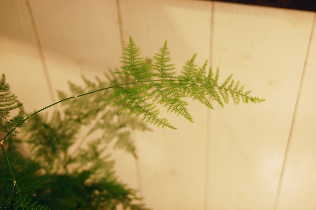 アスパラガス プルモーサス ナナス Neo Green