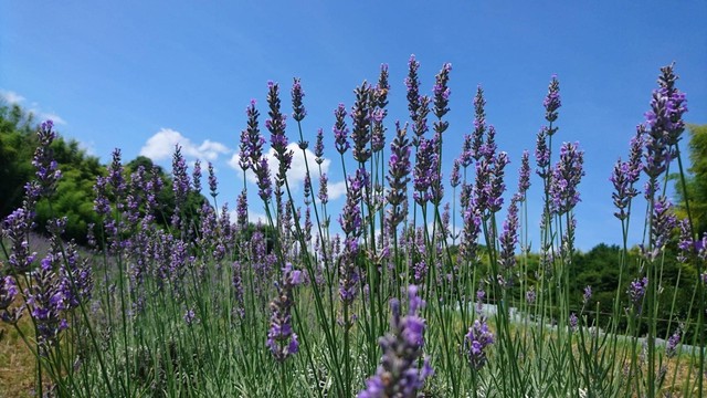 とてもいい香り ラベンダーポプリ 小さなお花屋さん オレンジの庭