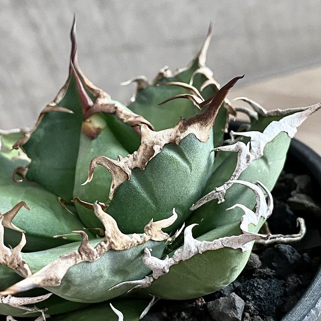 Agave Titanota Fo 076 Caesar アガベ チタノタ Fo 076 シーザー 観葉植物 多肉植物 インテリア 美株 鉢込み発送 発根済み Listycagave