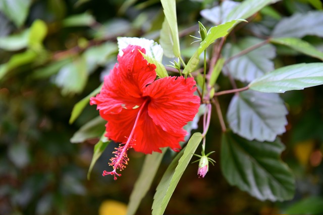 島花茶 ハイビスカスブレンド ４p入 しらほいえカフェ