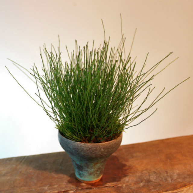 草物盆栽 姫砥草 ヒメトクサ 盆栽と山野草の植物店 八百日 Yaoca Bonsai Plants