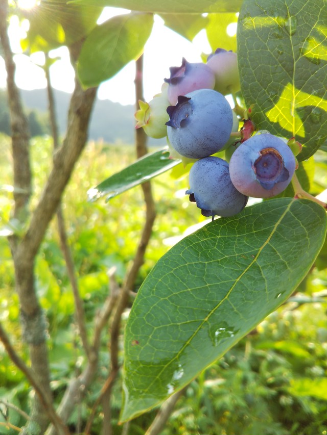 ブルーベリーシロップ ブルーベリー 草野農園 福島県玉川村