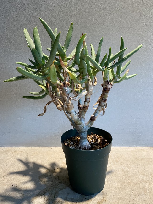 Aloe Ramosissima アロエ ラモシシマ No 1 Hanacho Exotics Plants