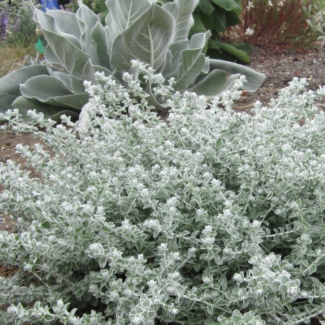 白 パステルカラーの花 天空のバラ園 無農薬バラ苗 花苗 クレマチス ハーブ産直販売