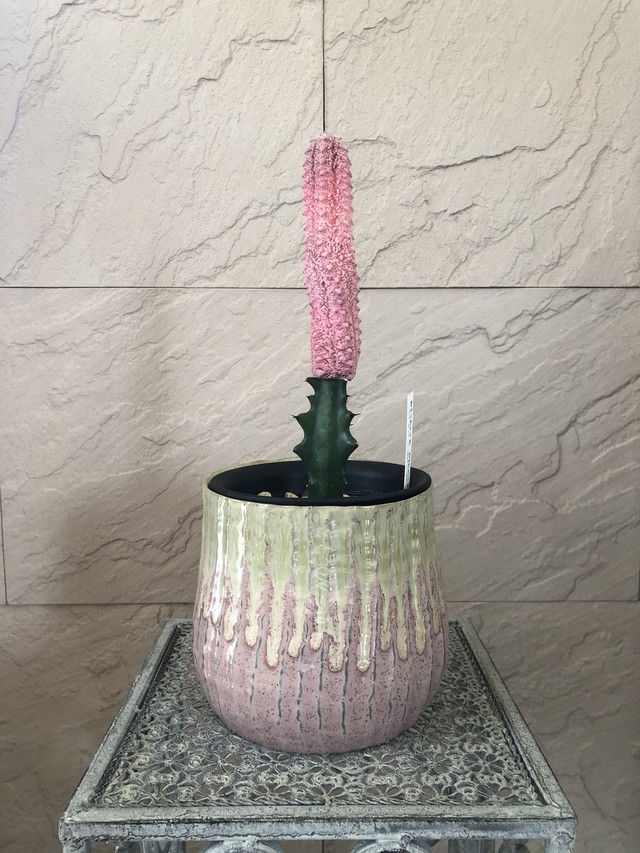 セラミック ピンク ポット おしゃれな器 フラワーポット インテリア雑貨 おしゃれな寄せ植えや花苗 多肉植物のお店bonheur