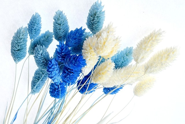 海色mix ファラリス ポアプランツ 3色アソート 約３０本 各９ １１本 ドライフラワー ハーバリウム アトリエ明日音 アトリエ明日音 名古屋花材問屋 プリザーブドフラワー ドライフラワー ハーバリウム花材 資材