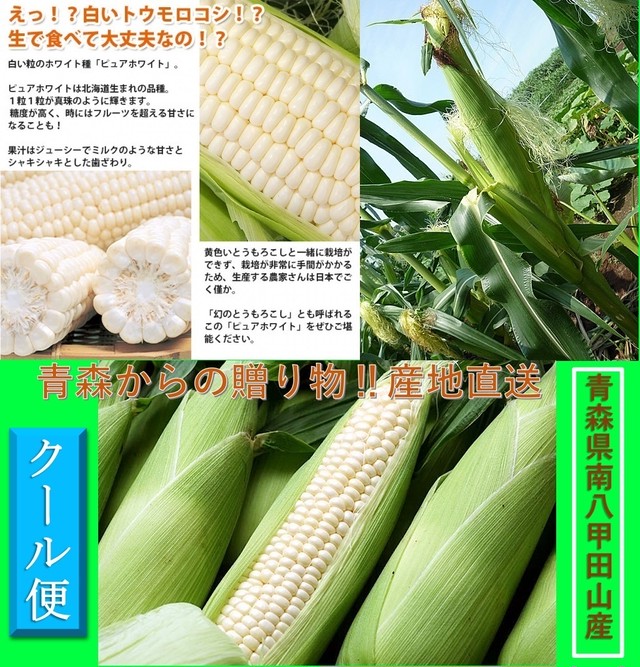 新鮮野菜 大評判につき 追加販売 八甲田きみホワイト とうもろこし 秀品 ２４本入 箱 青森県南八甲田山産 送料無料 産地直送 こだわり市場