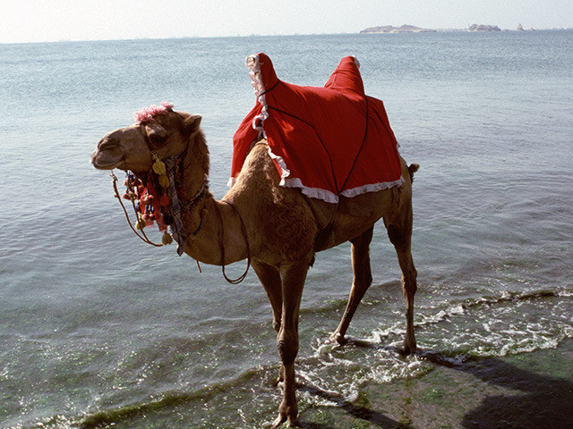 クリフトン海岸のラクダ フォトライブラリolddays 古き良き時代の世界の町へ