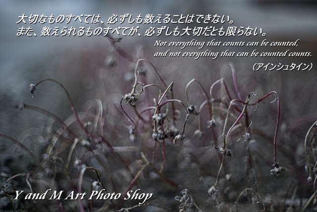 冬を耐える枯草のあやうさ アインシュタイン 大切なものすべては 必ずしも数えることはできない また 数えられるものすべてが 必ずしも大切だとも限らない フォトカード 名言シリーズ アート写真 豆本工房 Y M Art Photo Shop