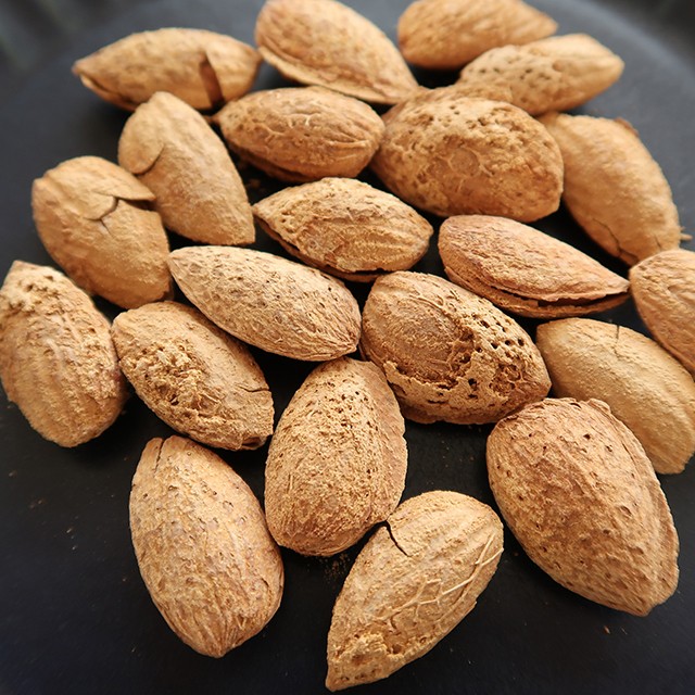 殻付きアーモンド 木能実