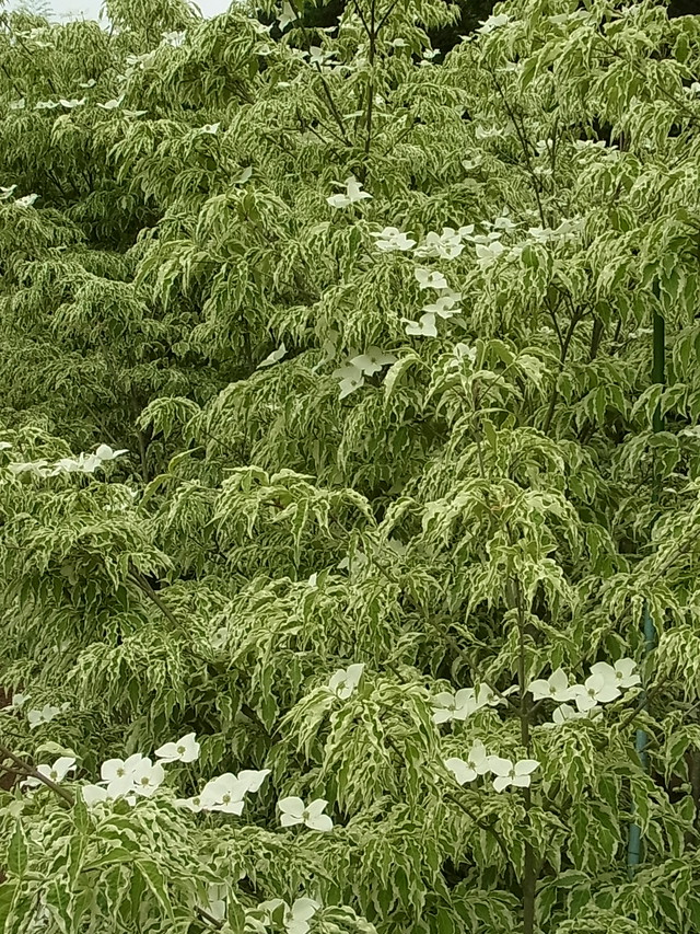 ヤマボウシ ウルフアイ 樹木好き I Love Trees