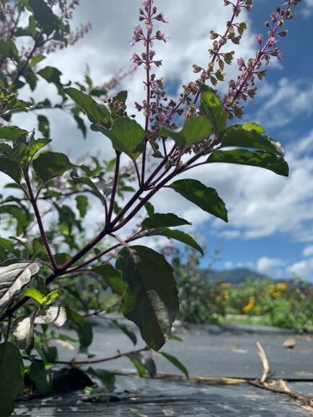 クリシュナトゥルシーティー 花茶葉 18ｇ 八ヶ岳花笑み菜園