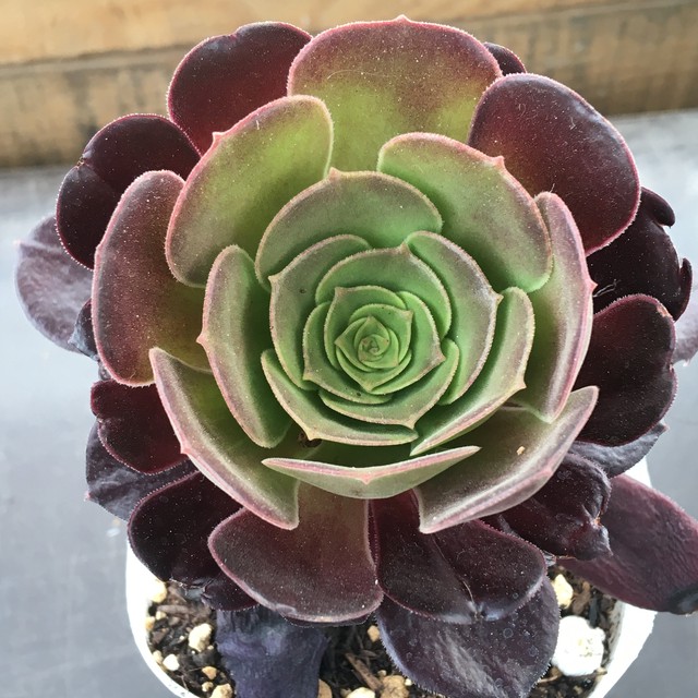 ベロア アエオニウム Rupo 多肉植物専門店