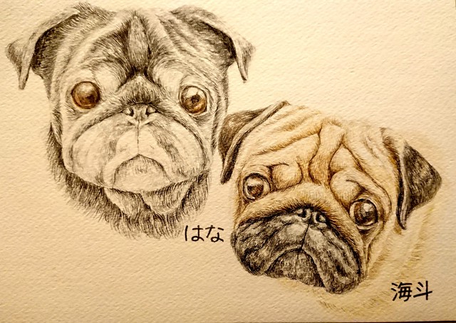 Pug Sora様 色鉛筆画 ペン画 Masuo Ya