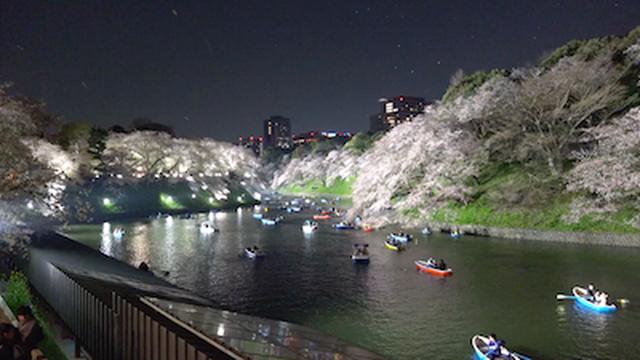 Hd動画素材cdf010 千鳥ヶ淵 桜吹雪 花筏 夜景 Sampling Air Japan