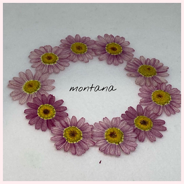 No 1 押し花 マーガレット ピンク Montana