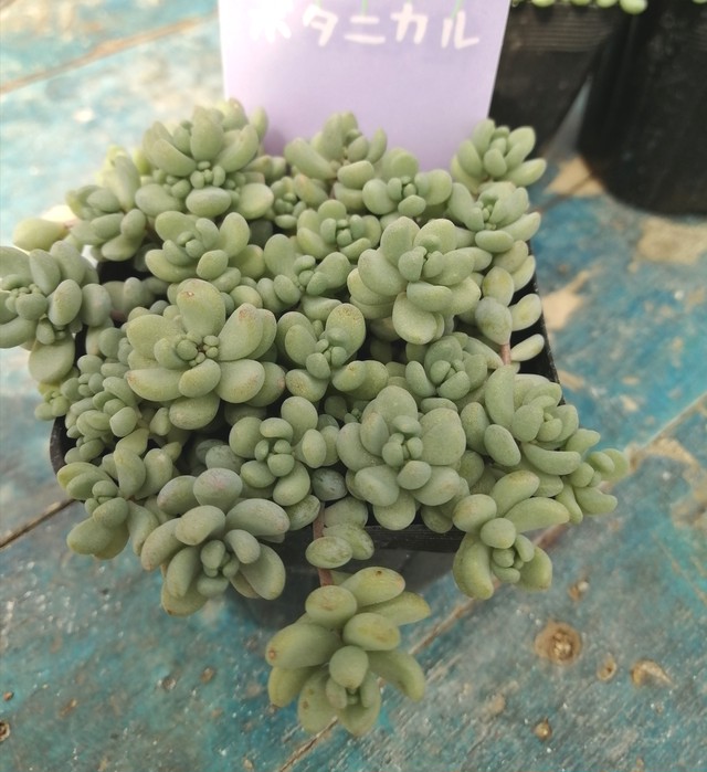 パープルヘイズ Rupo 多肉植物専門店