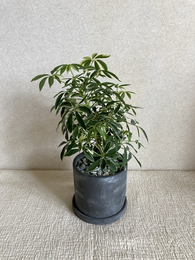 観葉植物 シェフレラ アルボリコラ ムーンドロップ Miztiq Plants Shelf