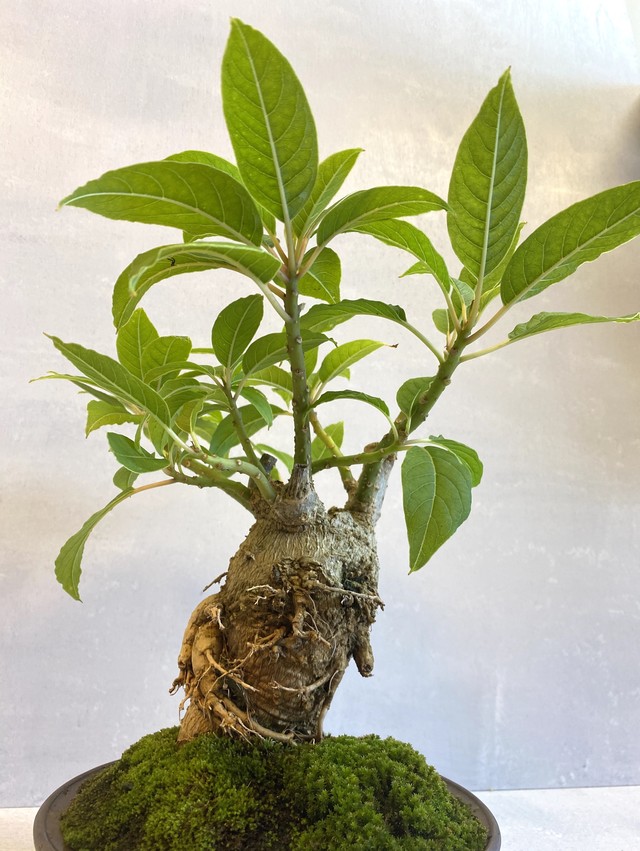 世界最大の草 オンブー Ombu 盆栽仕立て 樹齢4年 Bokuto