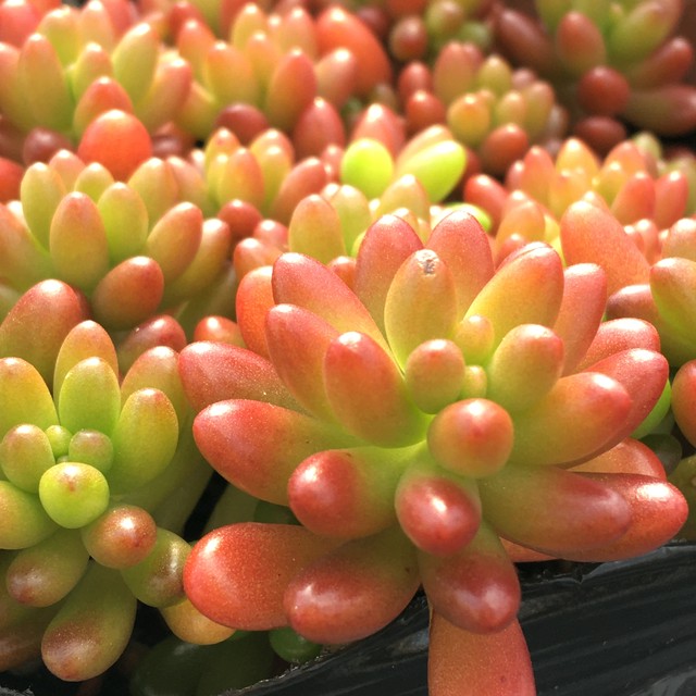 虹の玉 Rupo 多肉植物専門店