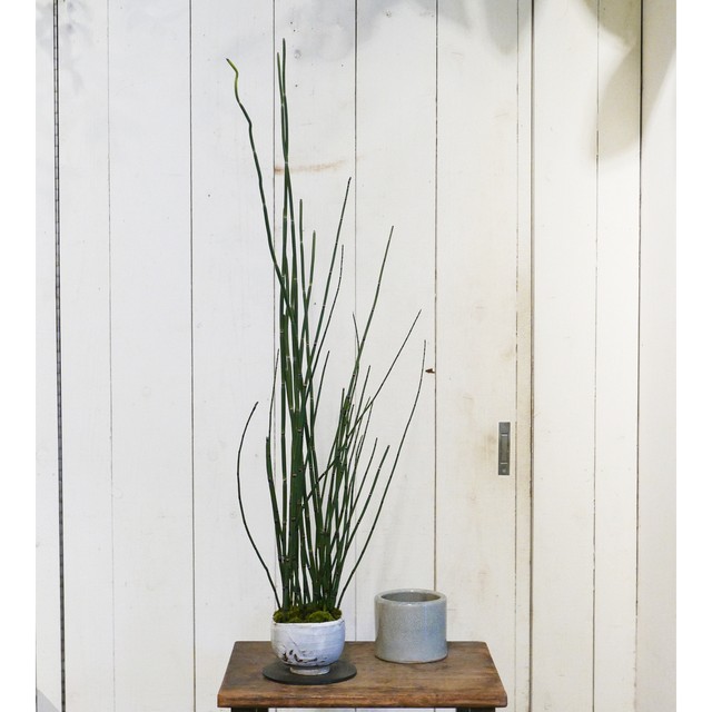 シンゴニウム ホワイトバタフライ Neo Green