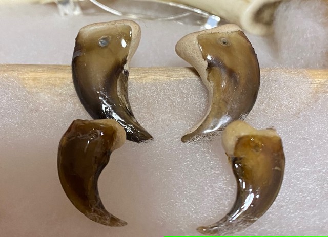 熊さんの爪のピアスs 小さな戦士の爪の跡 Craftsman Of The Bounty Of Nature