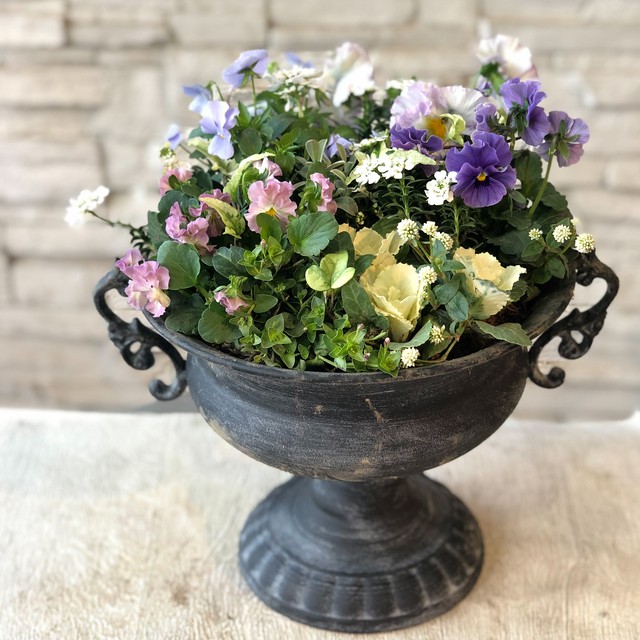 人気のブリキポットに 冬のお花をいっぱい詰め込んだ紫のギャザリング寄せ植え 橋本種苗園