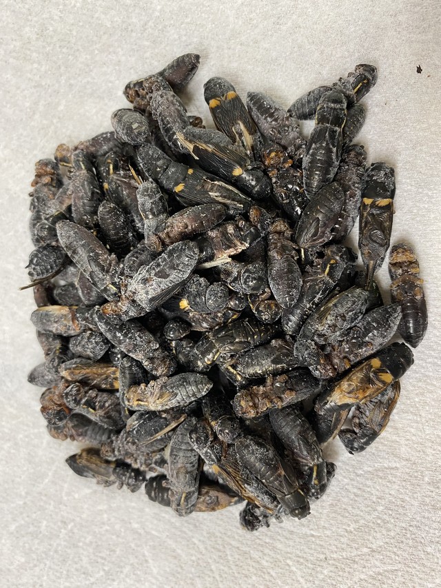 冷凍クロコオロギ メガｌサイズ 100匹セット 爬虫類の餌に Suke Rep