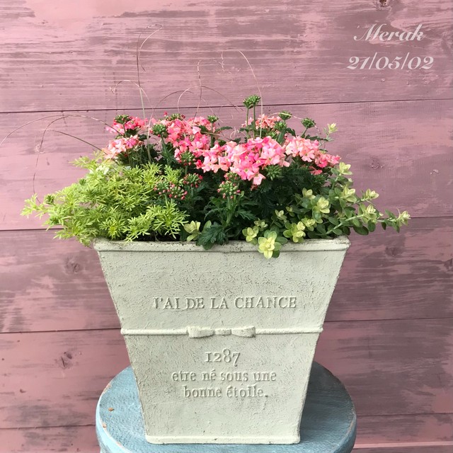 寄せ植え バーベナマジェラナ ｍerak メラク 寄せ植え ガーデニング