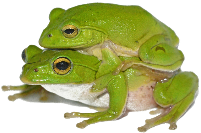 おんぶシュレーゲル Akitafrog