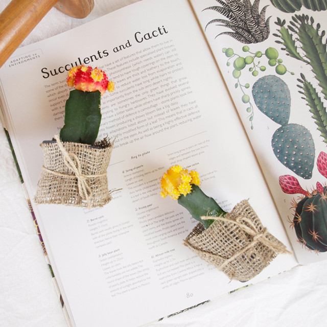 24set サボテン緋牡丹 ひぼたん の麻布でラッピングするプチギフト Soraniwa