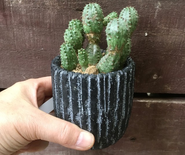 ユーフォルビア デカリー 多肉植物デイジーアンドビー
