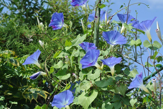 朝顔の花の写真 写真屋 ６ 植物