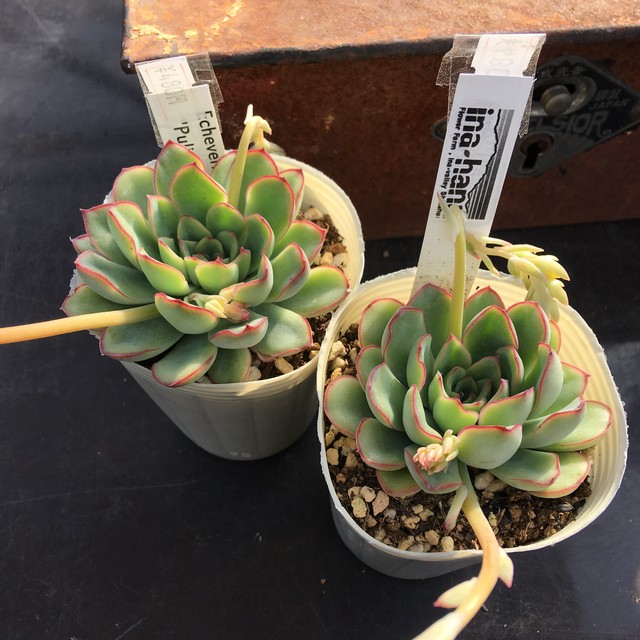 プリドニス Rupo 多肉植物専門店