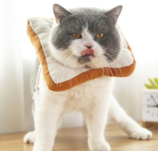 食パン首襟 犬猫用傷口なめ防止 猫 犬 S 期間限定 開店記念キャンペーン特別価格 Hachiware333